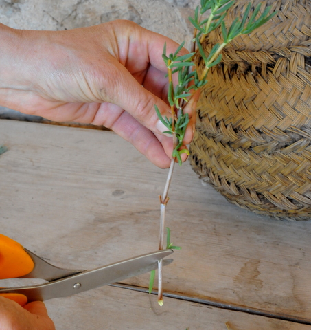 Propagating Ice plants, one of the easiest and best plants for this dry climate